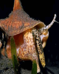 Conch In Its Shell