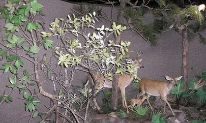 Deer Exhibit At Crane Point