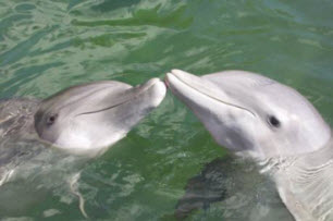 Dolphins At The Theatre Of The Sea