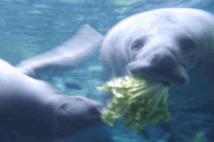 Florida Manatee Eating