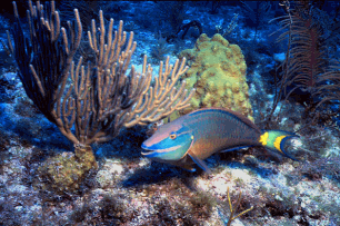French Reef Fish