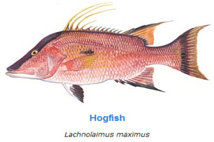 HOgfish