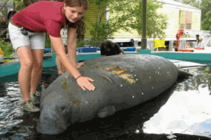 Injured Florida Manatee