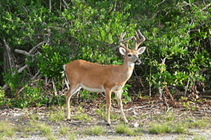 Look headlights deer attraction in 6 Fast