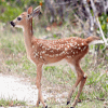 Key Deer