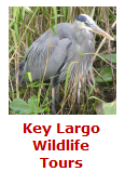 Click Here For Key Largo Wildlife Tours