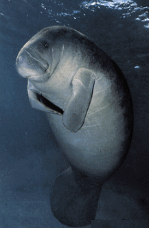 Florida Manatee