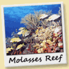 Molasses Reef Key Largo Marinas