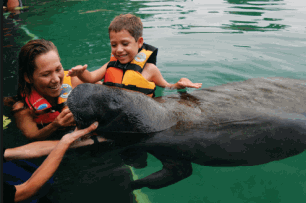 Swwiming With Florida Manatees