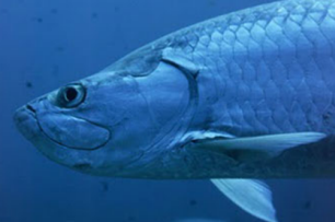 Tarpon