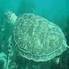 Turtle Reef In Key Largo