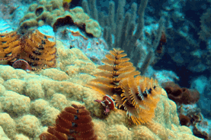 Coral Sponges At Molasses Reef