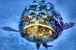 Jewfish