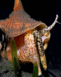 Conch