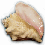 Conch 