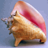 Conch Shell