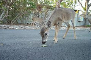 Key Deer