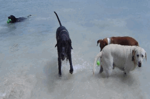 Dog Beach In Key West