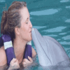 Dolphin Connection