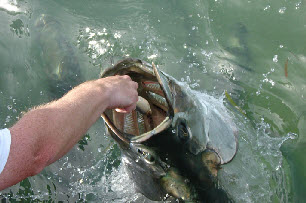 Tarpon at Indian Key