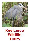 Click Here For Key Largo Wildlife Tours