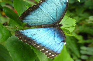 Key West Butterfly Conservatory