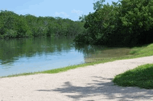 Mangroves At Library Beach