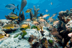 Molasses Reef Key Largo