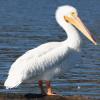 Pelican