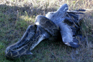 Python Eating Wood Stork