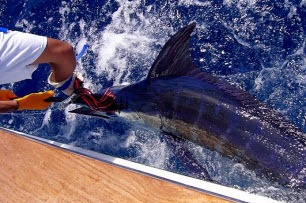 Billfish