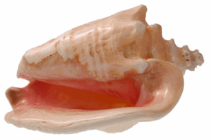 The Conch