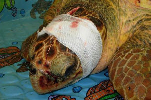 Turtle Hospital