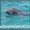 Click Here For More On Wild Dolphin Adventures Dolphin Tours
