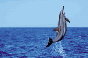 Wild Dolphins