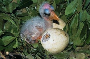 Wood Stork Chick