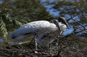 Wood Stork Nest