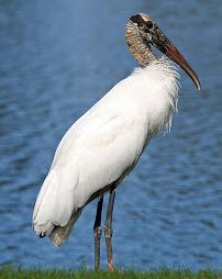 Wood Stork Wading