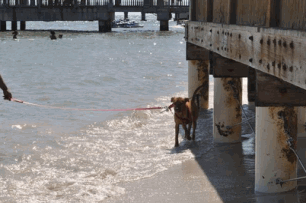 Enjoying Dog Beach As Nature Intended