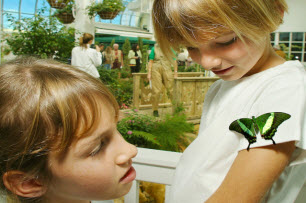 Key West Butterfly Conservatory